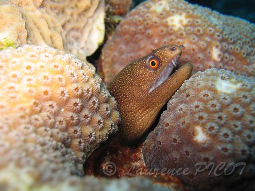murène jaune gymnothorax miliaris 3.JPG